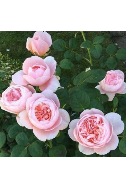 Квіти троянди Queen of Sweden для зрізу